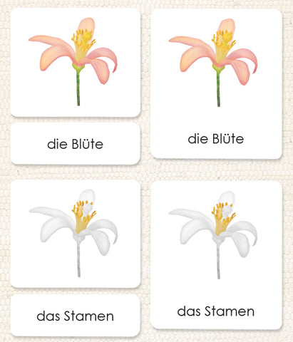 German "Parts of" the Flower (Dicot) 3-Part Reading - Maitri Learning