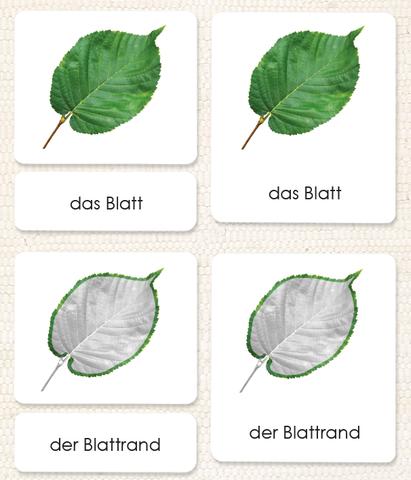 German Parts of the Leaf 3-Part Reading