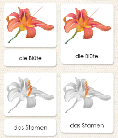 German "Parts of" the Flower (Monocot) 3-Part Reading - Maitri Learning