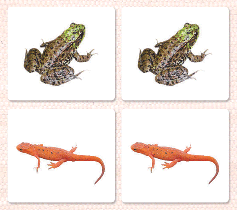 Imperfect Amphibians Matching - Maitri Learning