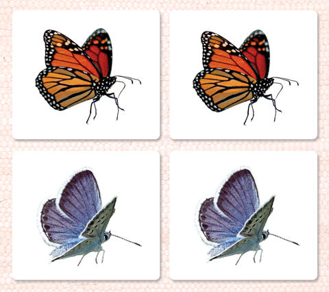 Butterflies Matching - Maitri Learning