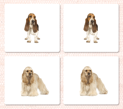 Dogs Matching - Maitri Learning