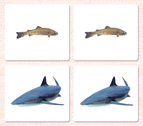 Fish Matching - Maitri Learning