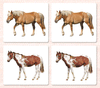 Horses (Coat Colors) Matching - Maitri Learning