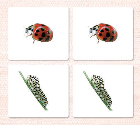 Insects Matching - Maitri Learning
