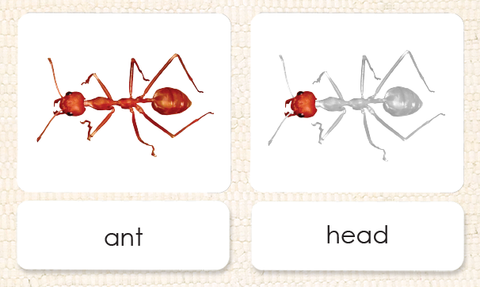 "Parts of" the Ant <p>3-Part Reading - Maitri Learning