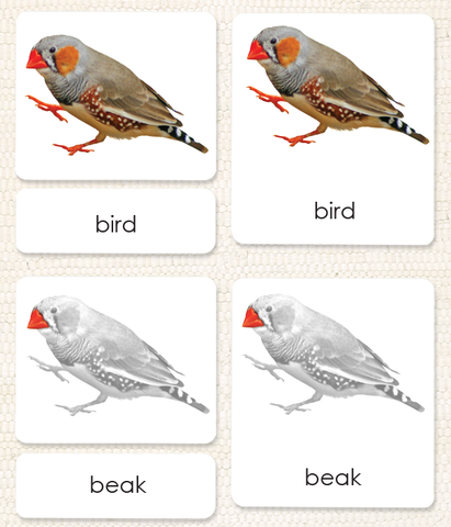 Vertebrates "Parts of" 3-Part Set - Maitri Learning