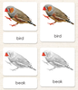 Parts of the Bird Book & Card Set