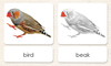 Imperfect "Parts of" the Bird 3-Part Reading - Maitri Learning