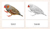 Cardstock Parts of the Bird 3-Part reading cards