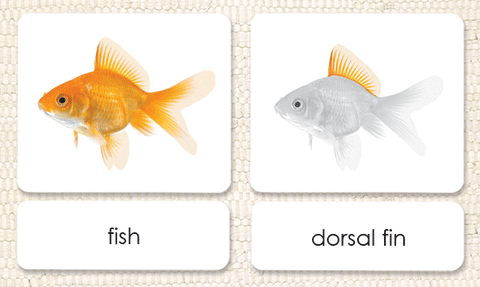 "Parts of" the Fish 3-Part Reading - Maitri Learning
