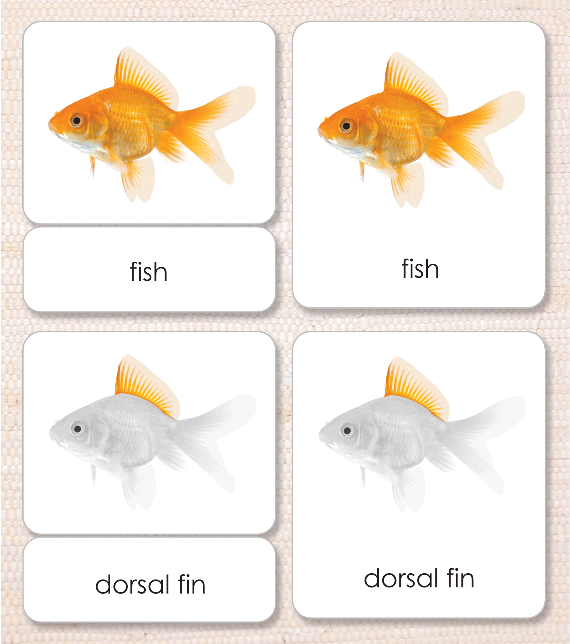 Vertebrates "Parts of" 3-Part Set - Maitri Learning