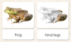 "Parts of" the Frog <p>3-Part Reading - Maitri Learning