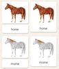 Parts of the Horse Book & Card Set