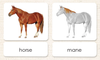 Imperfect "Parts of" the Horse 3-Part Reading - Maitri Learning