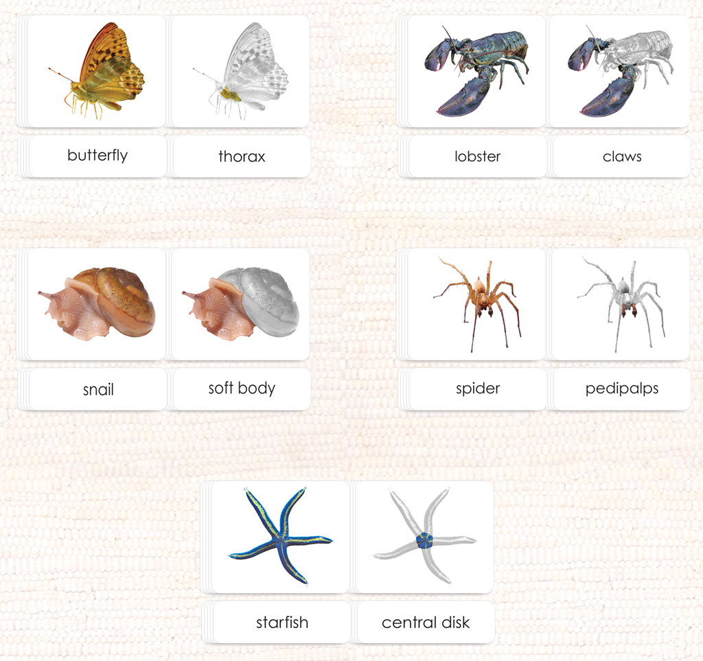 Simple Invertebrates Montessori Invertebrates Anatomy Set – Maitri Learning