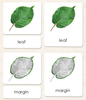 Imperfect "Parts of" the Leaf 3-Part Reading - Maitri Learning