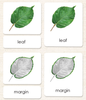 Botany "Parts of" 3-Part Set - Maitri Learning