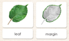 "Parts of" the Leaf<p>3-Part Reading - Maitri Learning