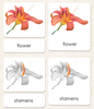 Parts of the Flower (Monocot) Book & Card Set