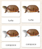 Imperfect "Parts of" the Turtle <p>3-Part Reading - Maitri Learning