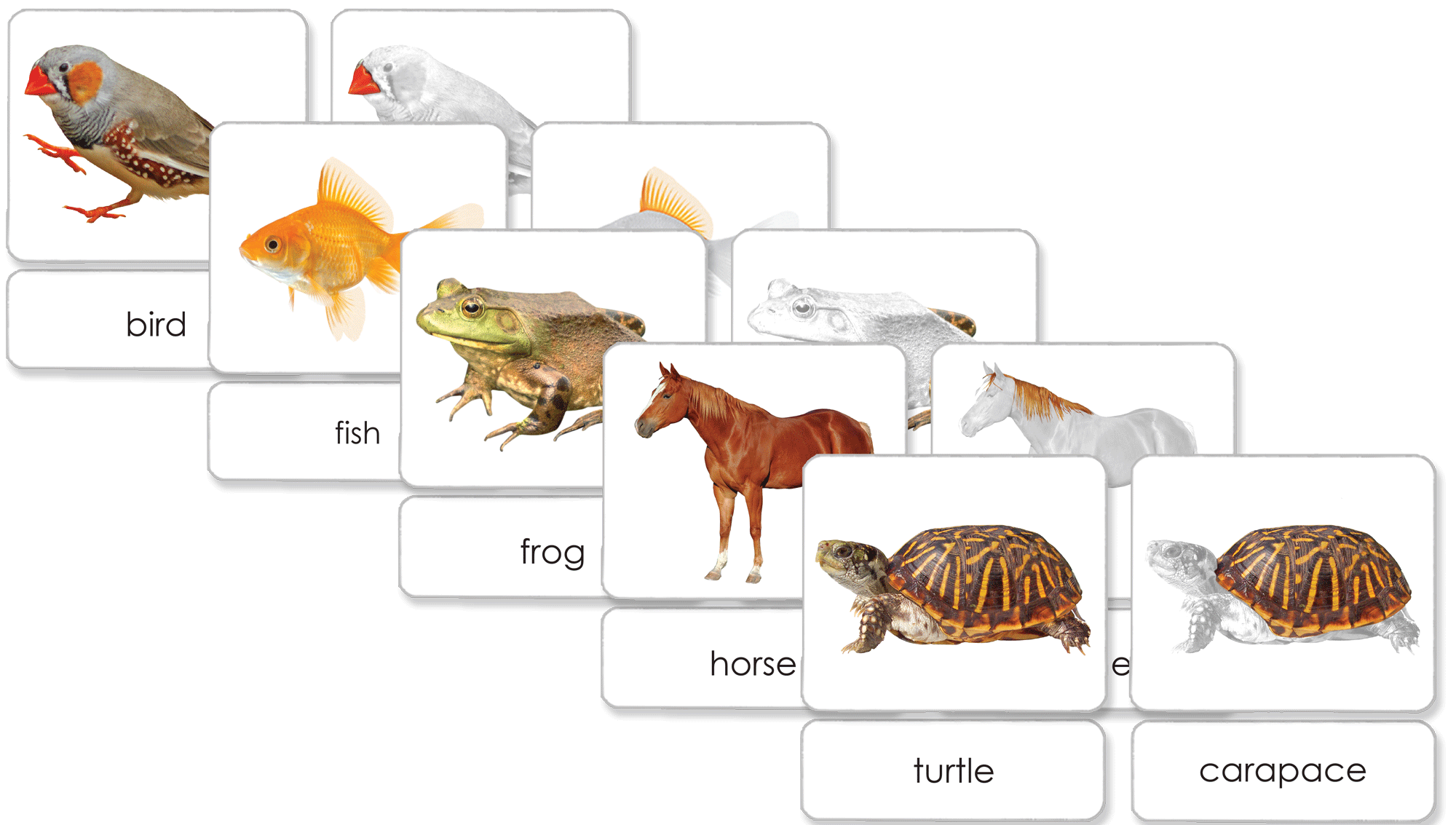 Vertebrates "Parts of" 3-Part Set - Maitri Learning