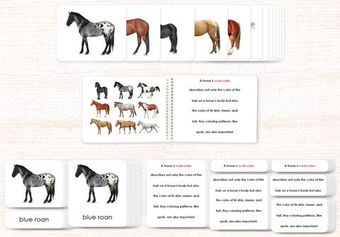 Horses (Coat Colors) Book & Card Set