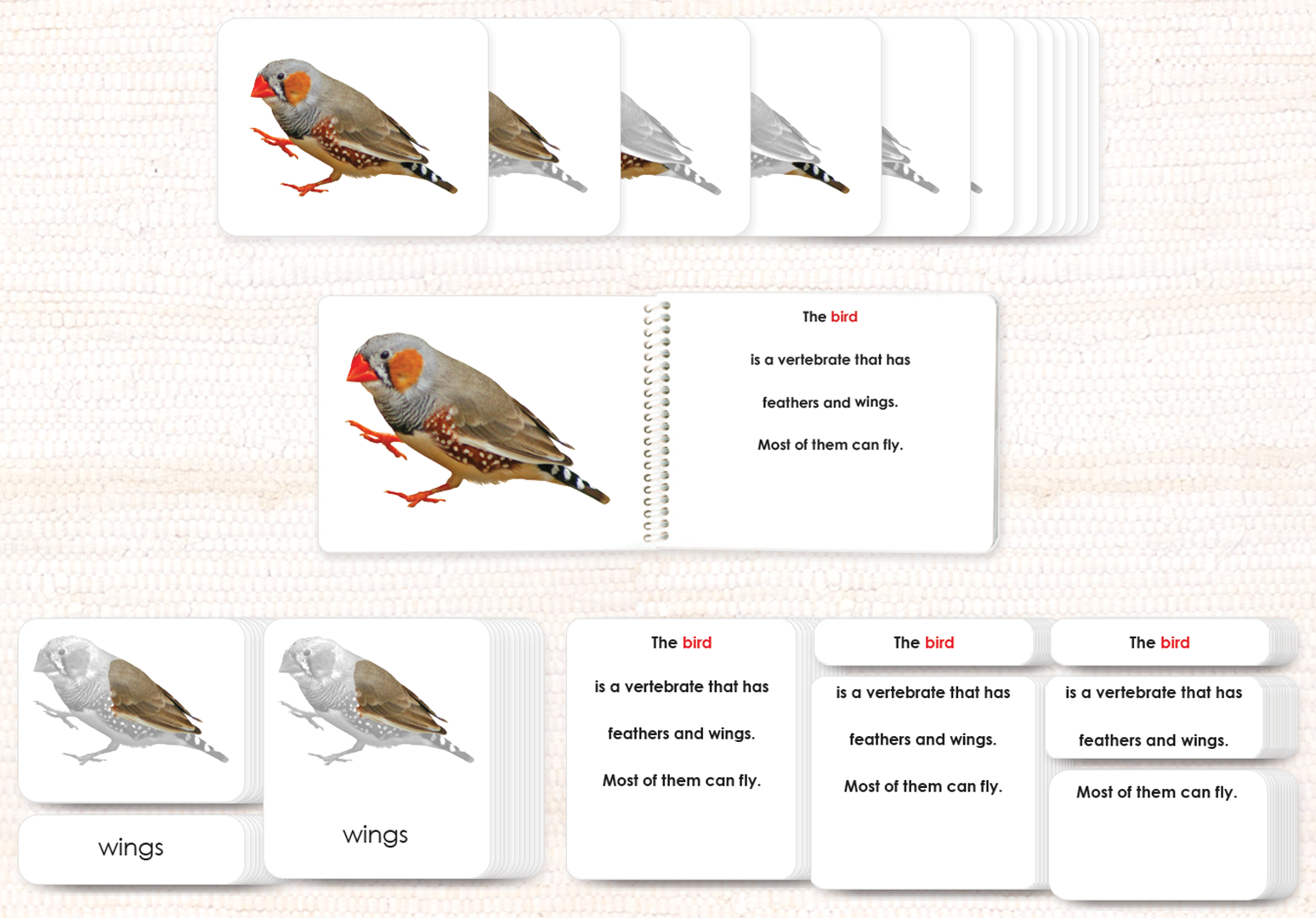 Montessori Bird Definition Cards – Maitri Learning