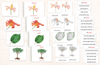 Botany "Parts of" Book & Card Set/4