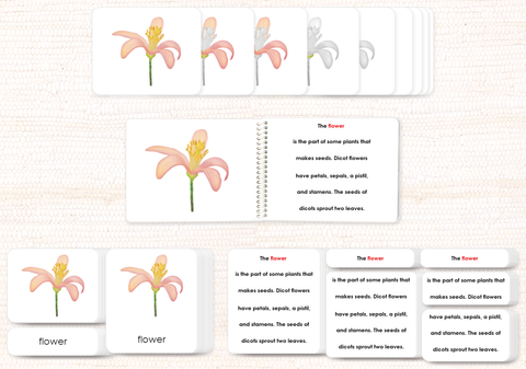 Parts of the Flower (Dicot) Book & Card Set