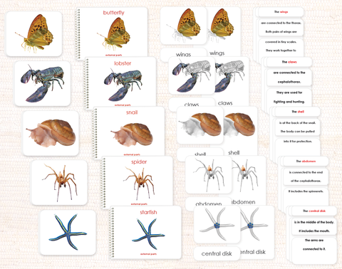 Invertebrates "Parts of" Book & Card Set/5