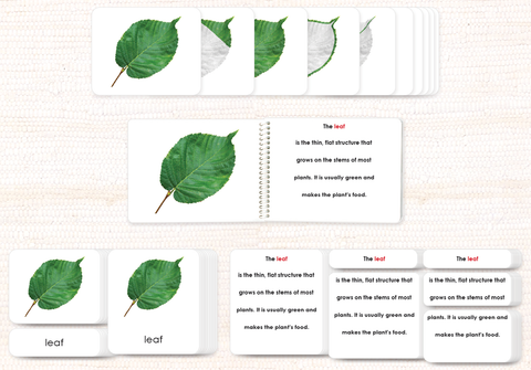 Parts of the Leaf Book & Card Set