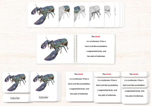 Parts of the Lobster Book & Card Set