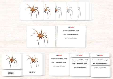 Parts of the Spider Book & Card Set