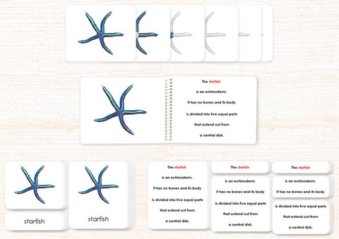 Parts of the Sea Star (Starfish) Book & Card Set