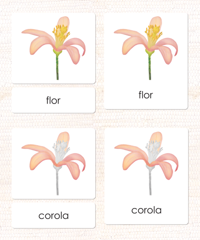 Spanish Parts of the Flower (Dicot) 3-Part Cards