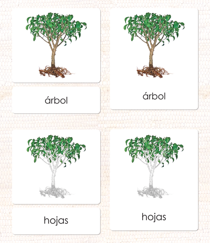 Spanish Parts of the Tree 3-Part Cards