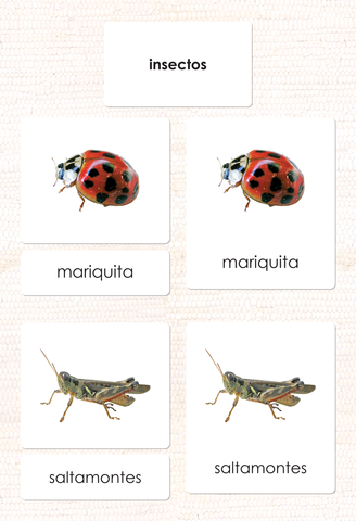 Spanish Insects 3-Part Cards