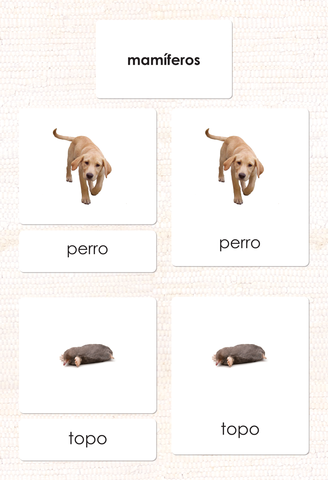 Spanish Mammals 3-Part Cards