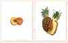 Fruit Toddler Cards - Maitri Learning