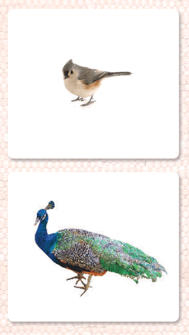 Birds Vocabulary - Maitri Learning