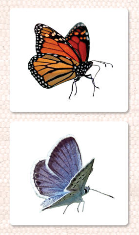 Butterflies Vocabulary - Maitri Learning