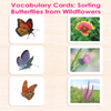 Butterflies Vocabulary