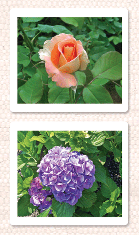 Garden Flowers Vocabulary - Maitri Learning