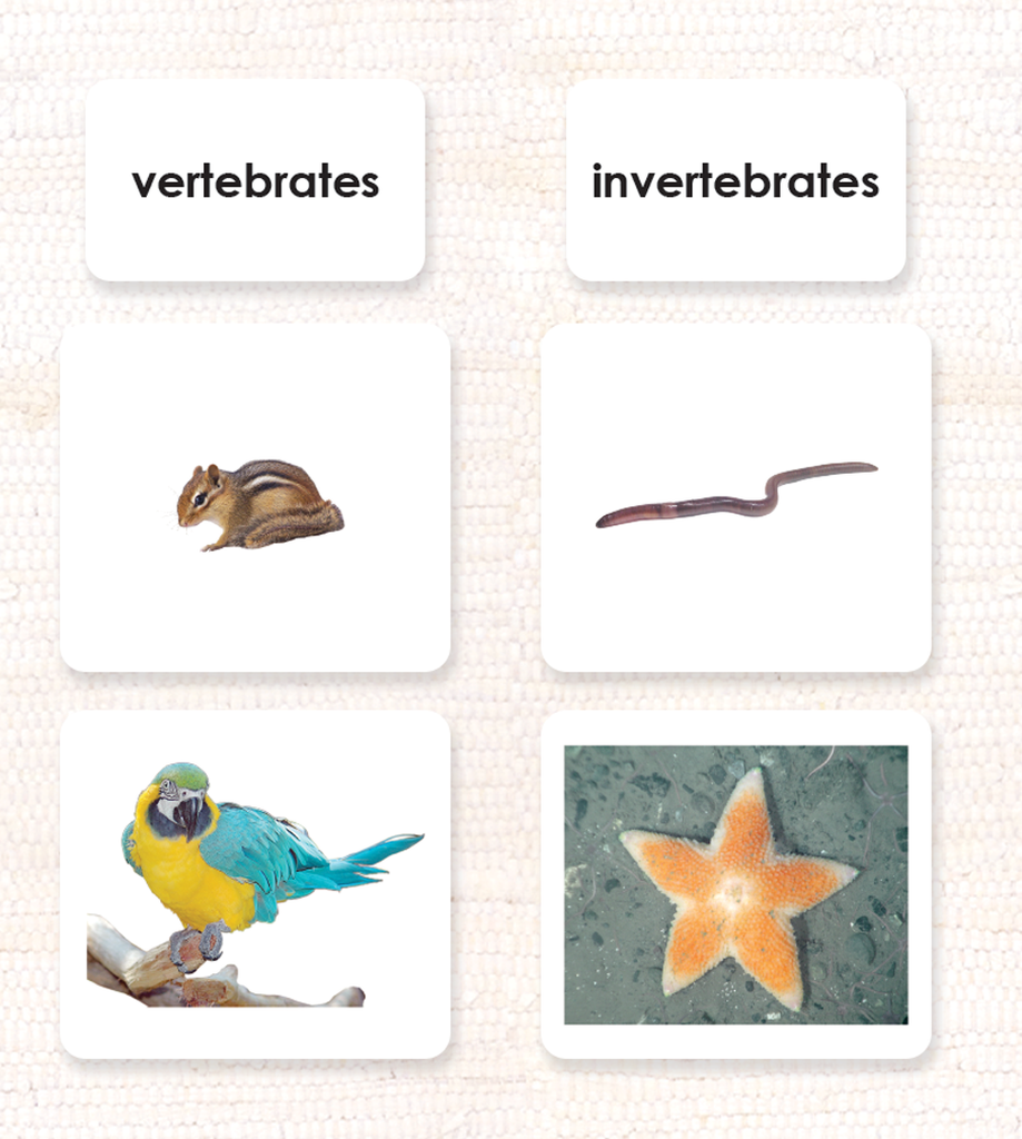 Invertebrates/Vertebrates Sorting – Maitri Learning