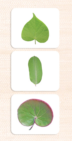 Leaf Shapes Vocabulary