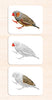 Imperfect Parts of the Bird Vocabulary
