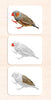 Parts of the Bird Book & Card Set