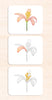 Parts of the Dicot Flower Vocabulary