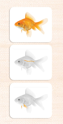 Imperfect Parts of the Fish Vocabulary